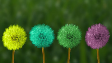 multi-colored dandelions  multi-colored dandelions