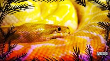 Python in the jungle Real python in the graphic jungle